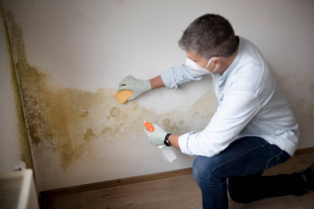 Best Real Estate Mold Inspection  in Elko New Market, MN