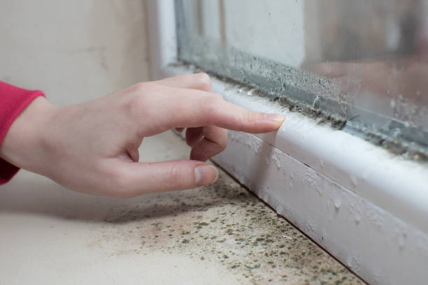  Elko New Market, MN Mold Removal Pros