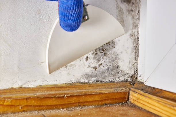 Best Environmental Consulting for Mold Prevention  in Elko New Market, MN