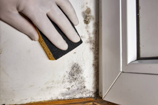 Best Mold Prevention Services  in Elko New Market, MN