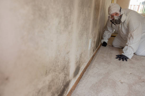 Professional Mold Removal in Elko New Market, MN